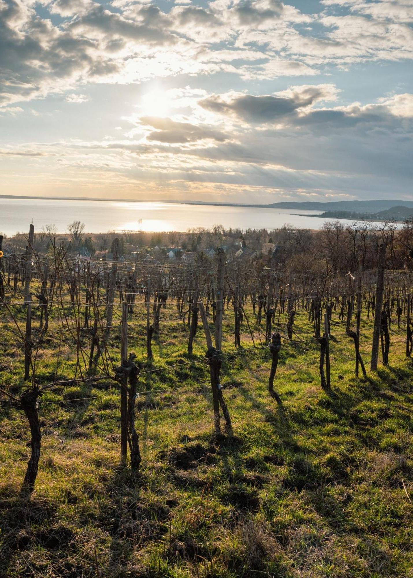 Domaine Edegger - Organic Winery Badacsony Aparthotel Badacsonytomaj Exterior photo